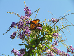 Danaus plexippus