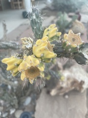 Cylindropuntia imbricata
