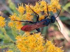 Chlorion hemipyrrhum