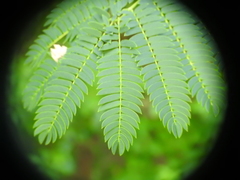 Enterolobium contortisiliquum