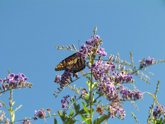 Danaus plexippus