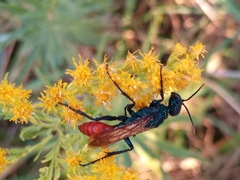 Chlorion hemipyrrhum