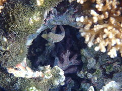 Canthigaster punctatissima