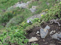 Delosperma stenandrum
