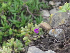 Delosperma stenandrum