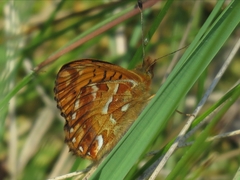 Boloria aquilonaris