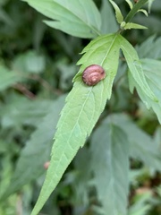 Aegista