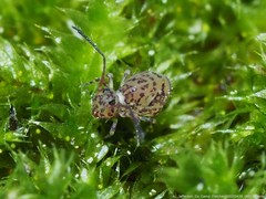 Ptenothrix marmorata