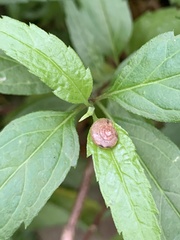 Aegista