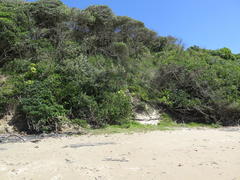Dracaena aletriformis