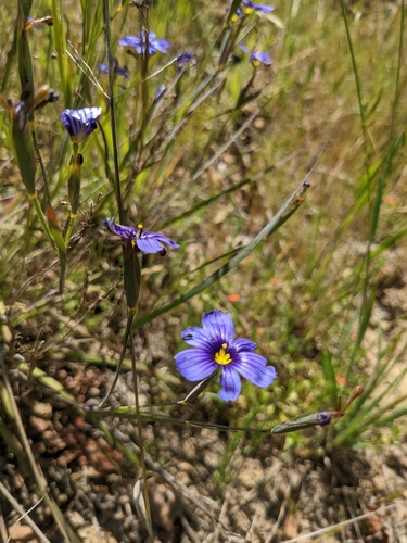 iNaturalist observation photo of western blue-eyed grass
