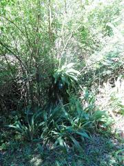 Dracaena aletriformis