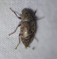 Epitragodes tomentosus