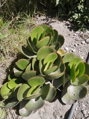 Kalanchoe fedtschenkoi