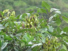Dalbergia obovata