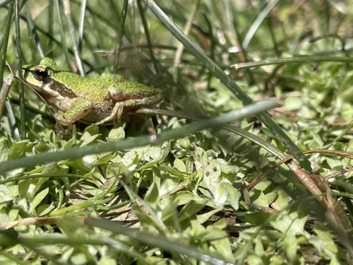iNaturalist observation photo of Pacific chorus frog