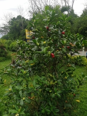 Syzygium samarangense