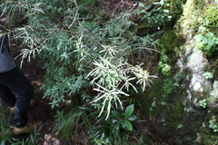 Cassinia straminea