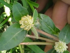 Gomphrena celosioides