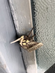 Megalopyge albicollis superba