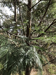Acacia