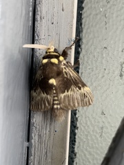 Megalopyge albicollis superba