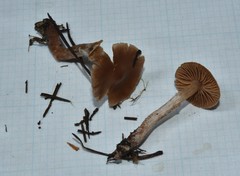 Cortinarius comptulus