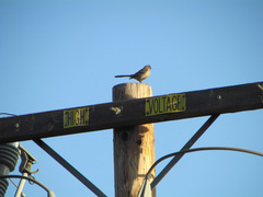 Mimus polyglottos