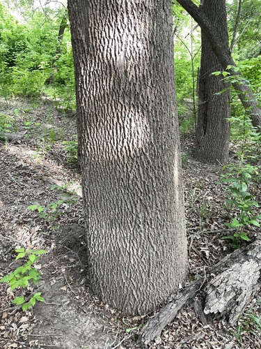 Fraxinus pennsylvanica