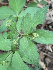 Sanicula smallii