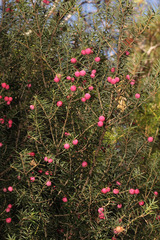 Leptecophylla oxycedrus