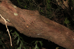 Leptecophylla oxycedrus