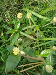 Gomphrena celosioides