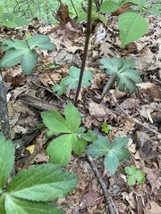 Sanicula smallii
