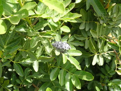 Capnodis cariosa