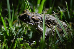 Sclerophrys regularis