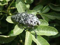 Capnodis cariosa