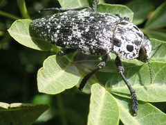 Capnodis cariosa