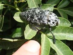 Capnodis cariosa