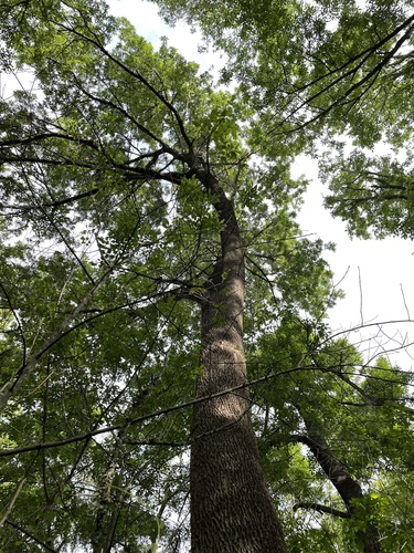 Fraxinus pennsylvanica