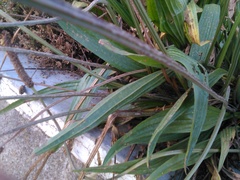 Plantago