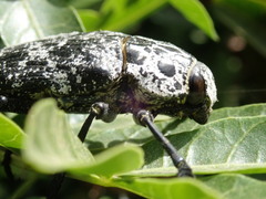 Capnodis cariosa