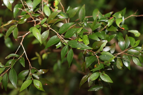 Uromyrtus lamingtonensis, 2022-04-30