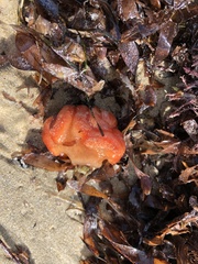 Sycozoa cerebriformis