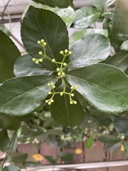 Euonymus japonicus