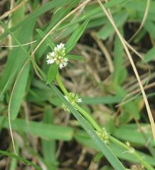 Spermacoce natalensis