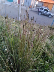 Plantago