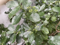 Euonymus japonicus