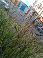 Plantago