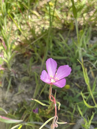 iNaturalist observation photo of Slender Clarkia